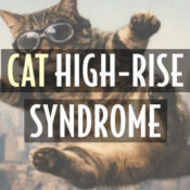 cat high rise syndrome