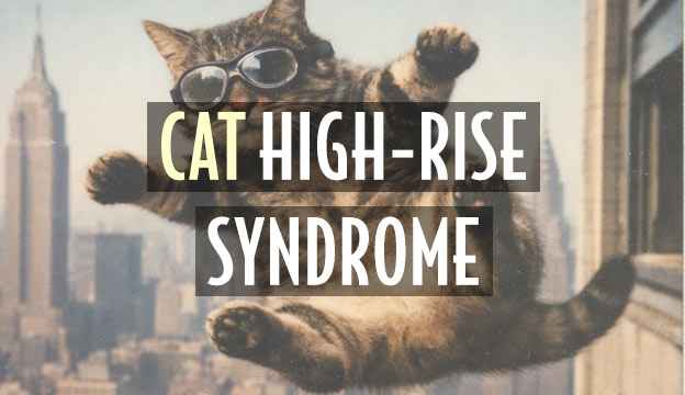 cat high rise syndrome