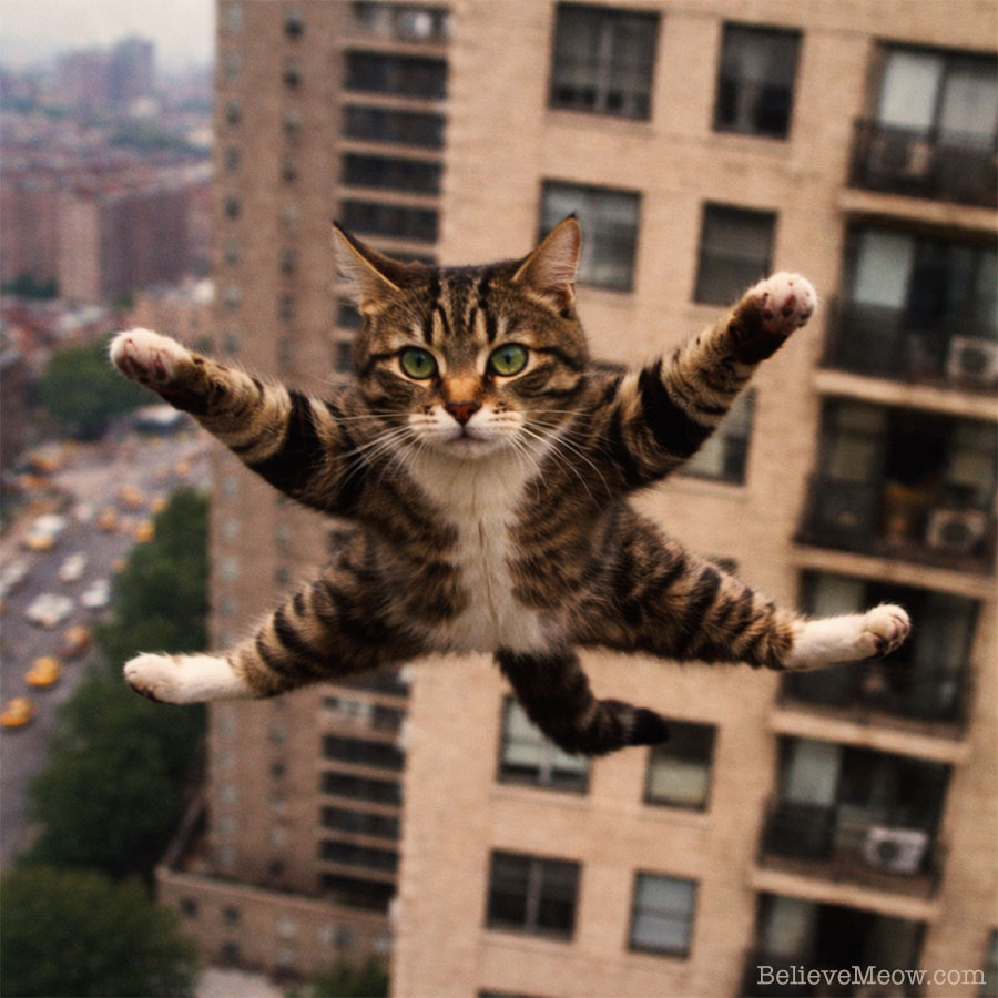 cat righting reflex fall