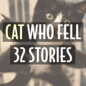 cat who fell 32 stories nyc