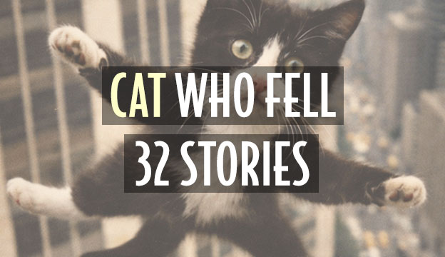 cat who fell 32 stories nyc