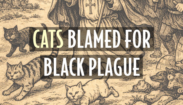 cats blamed black plague europe