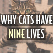 cats have 9 lives