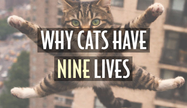 cats have 9 lives