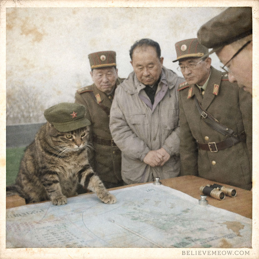 chairman meow cat map