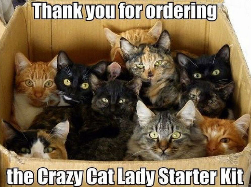 crazy cat lady starter kit meme