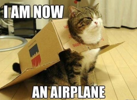 lolcat airplane