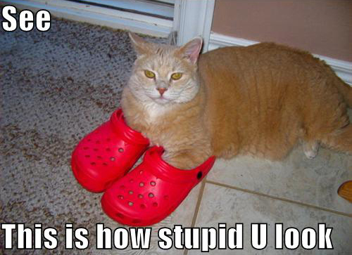 lolcat cat wearing shoes