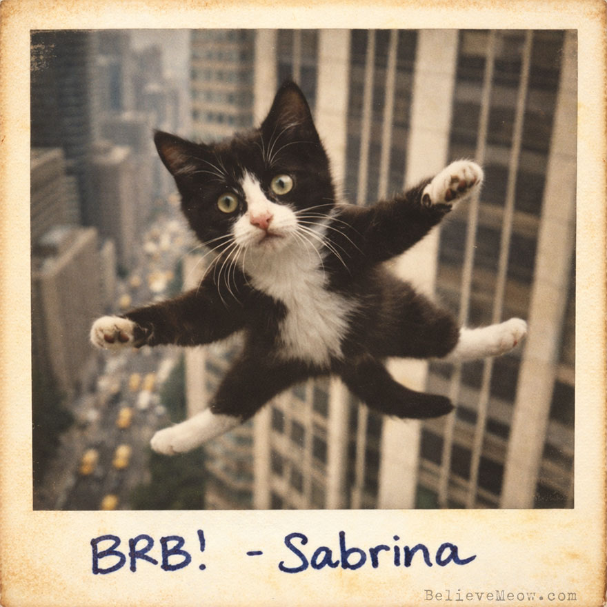 sabrina cat fell 32 stories