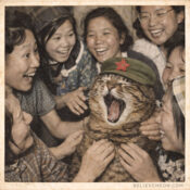 why cats yawn chairman meow