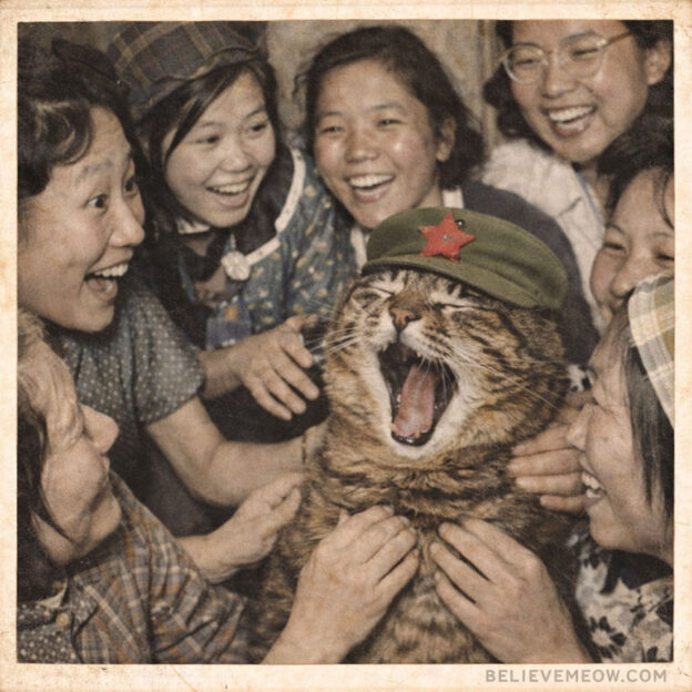 why cats yawn chairman meow